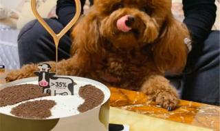 狗狗吃红薯有什么好处和坏处 狗狗能吃红薯吗